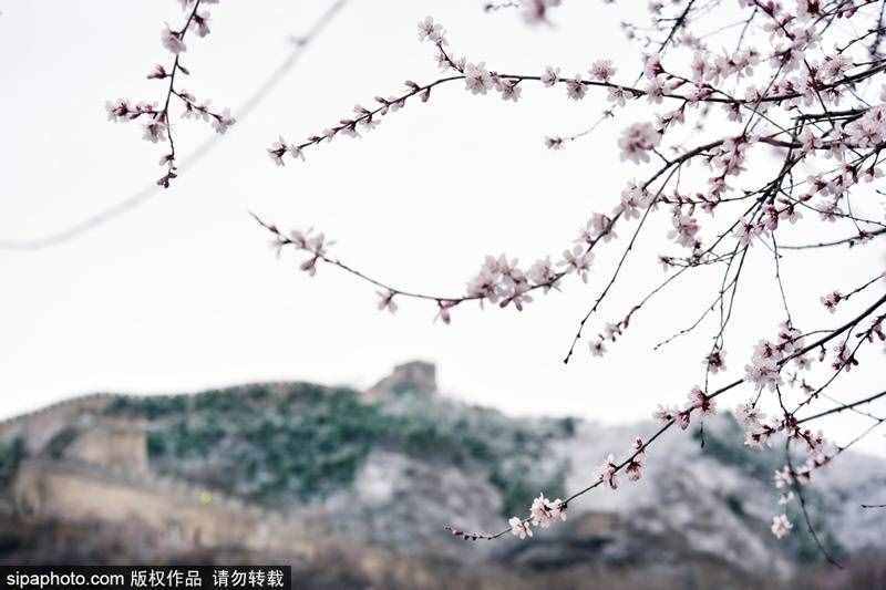 清明假期去哪玩？登京郊这6处长城赏漫山春花，与悠久历史对话！
