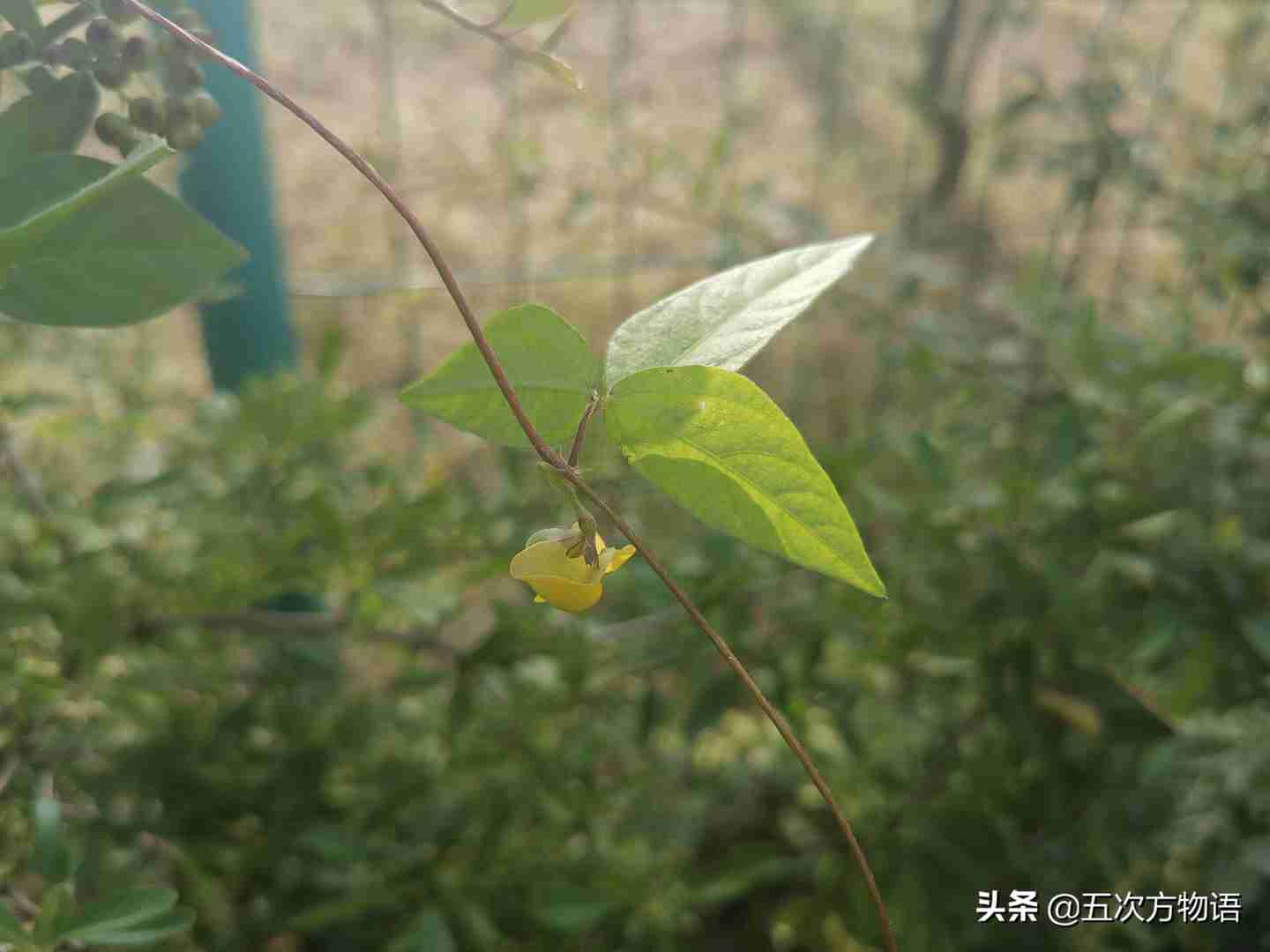 一种“神秘”的豆科植物