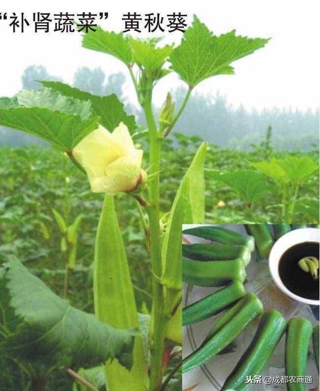 黄秋葵的种植方法！
