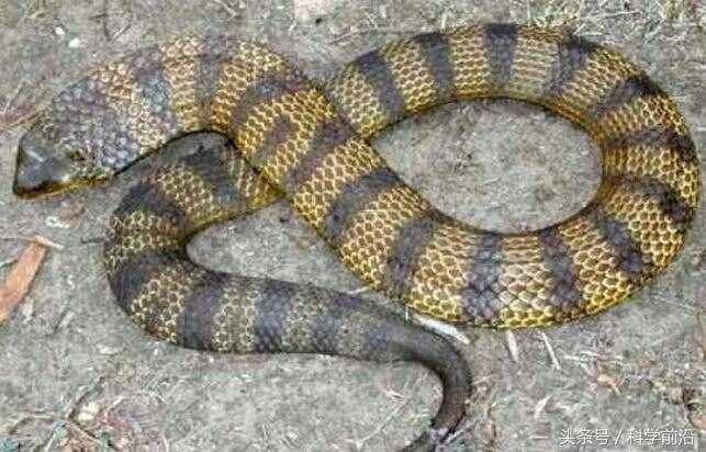 全球10大最强毒性的蛇：分分钟毙命