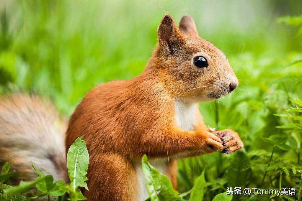 15秒记一个单词（第2851个）squirrel