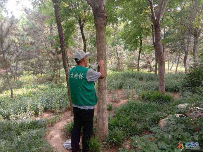 金沙滩旅游度假区管理中心投放周氏啮小蜂生物防治美国白蛾