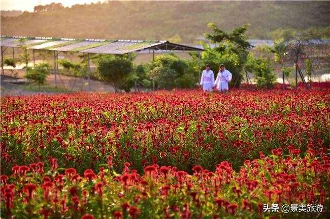 广东花都美林湖花果山景区国庆前开放，漫山花海成普罗旺斯