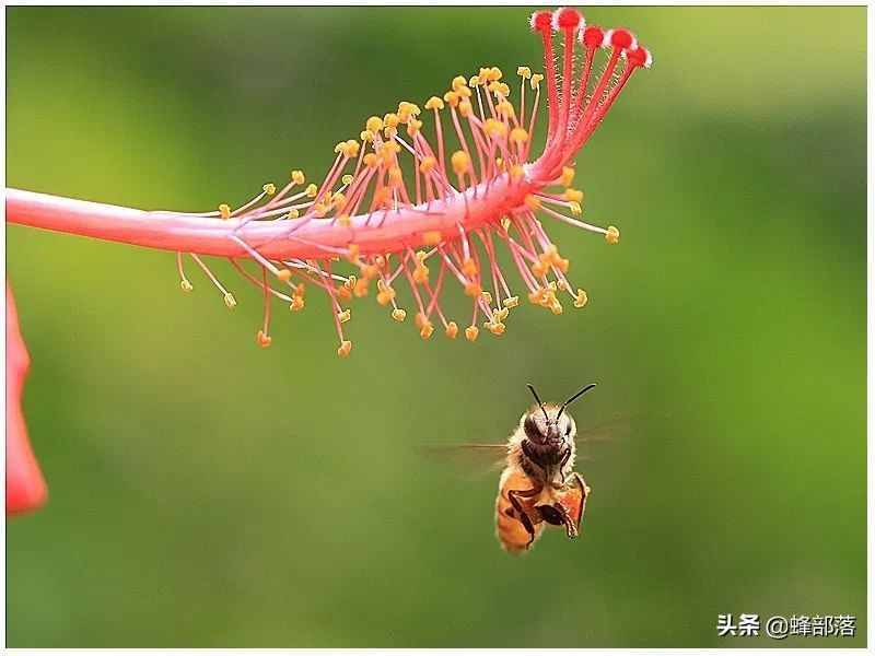 进入夏季，为什么蜜蜂只在早上采粉？别冤枉了蜜蜂！蜜蜂也有苦衷