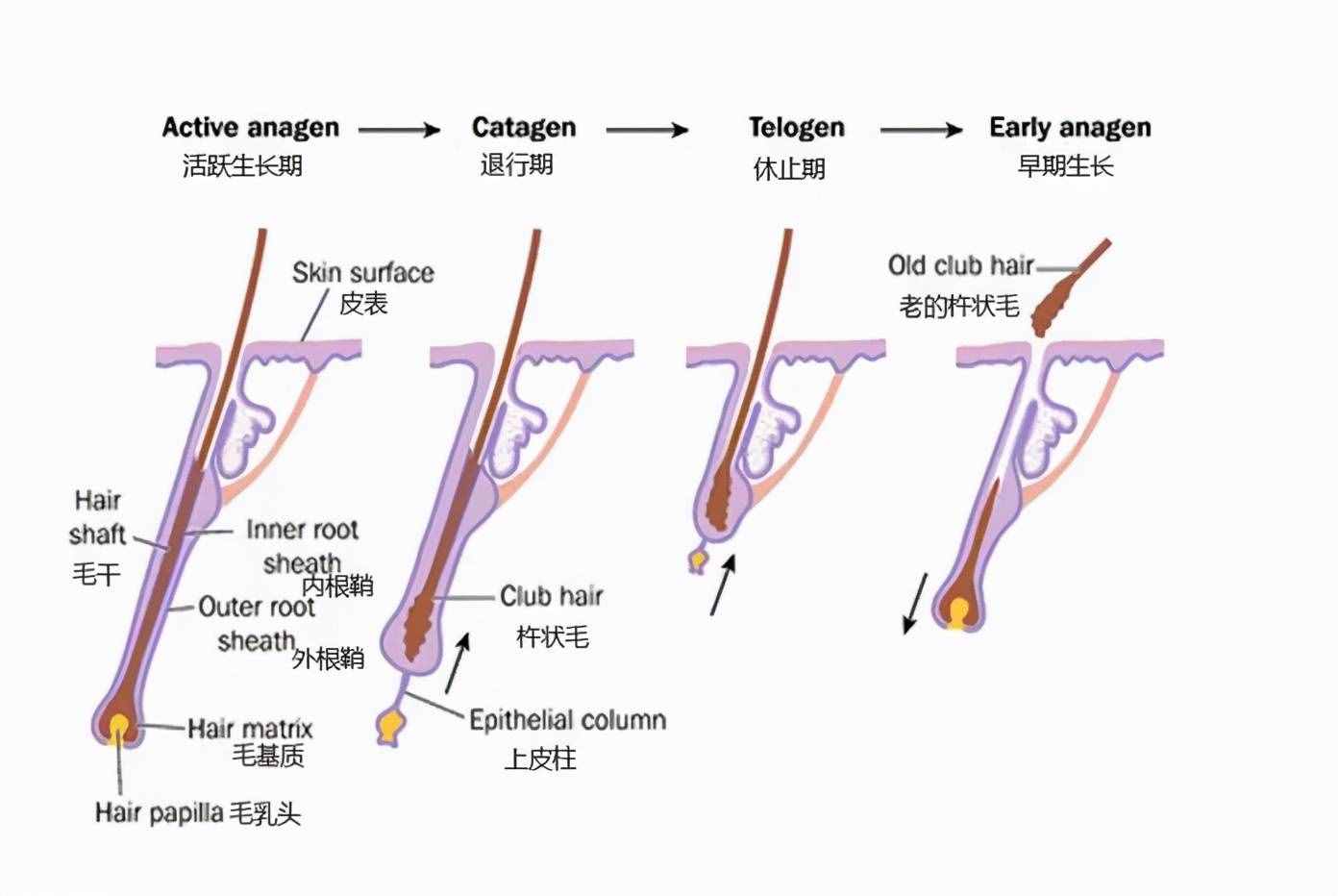 简单实用！只需3招白发变黑发