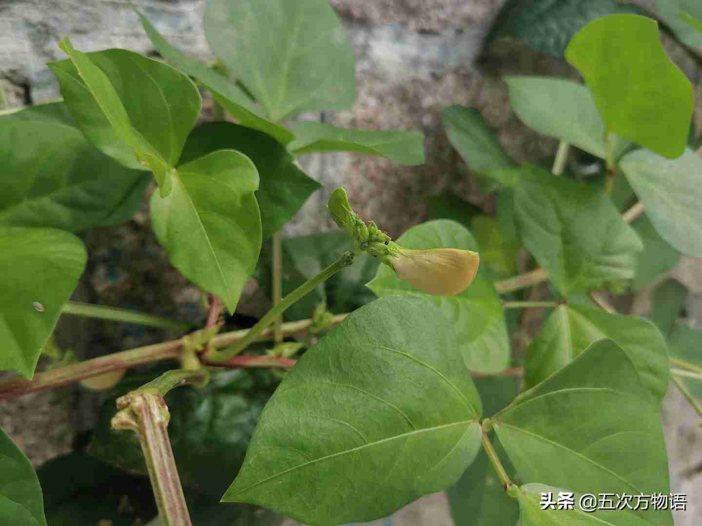 一种“神秘”的豆科植物