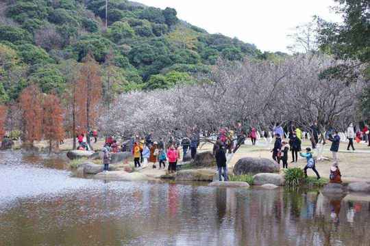 萝岗香雪公园：曾经是羊城八景之一，如今成为广州赏梅打卡胜地