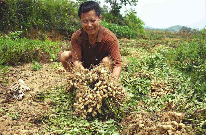 关于黑花生你了解有多少？如何种好黑花生？