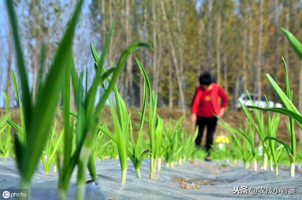 大蒜秋播正当时，如何播种管理才能得高产？蒜农应当注意这9点