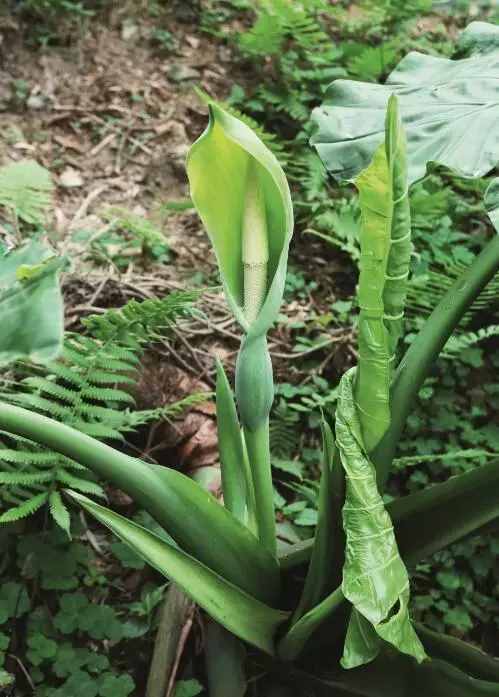 植物为什么会积累草酸？草酸有什么作用？