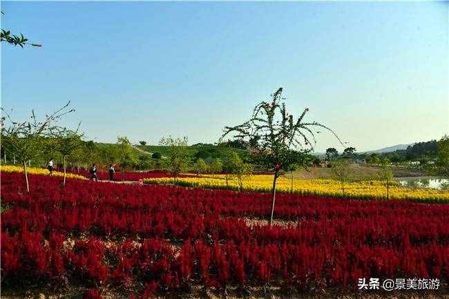 广东花都美林湖花果山景区国庆前开放，漫山花海成普罗旺斯