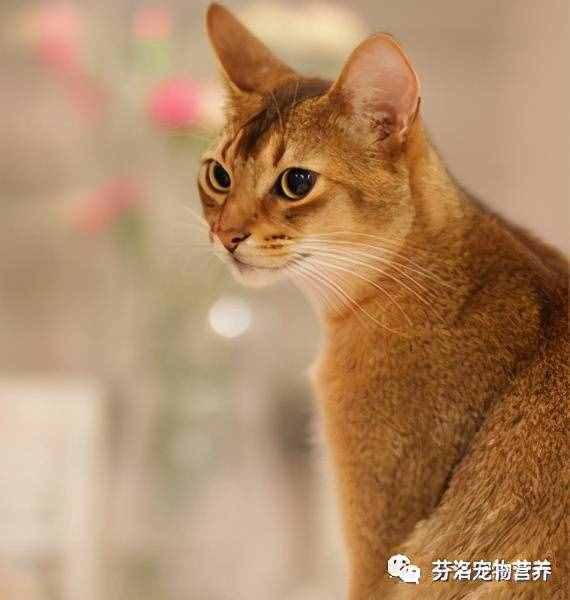 最全猫咪品种资料清单，请您查收