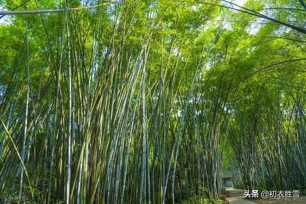 夏日竹诗六首清赏：窗前一丛竹，竹中窥落日