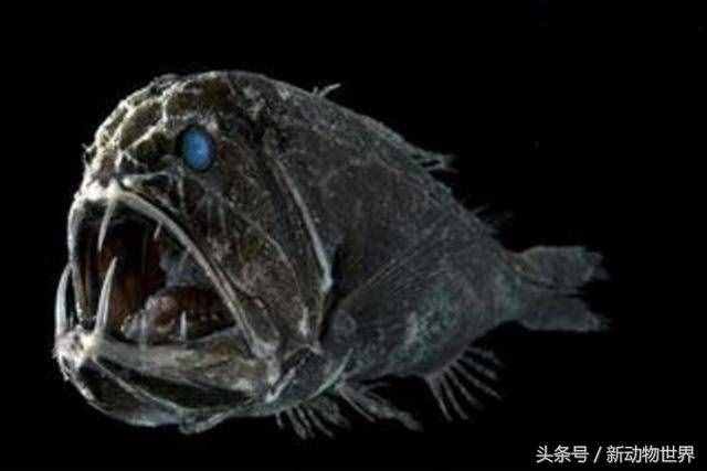 不止淡水之中有食人鱼，海洋中还有一种名为食人魔鱼的恐怖鱼类！