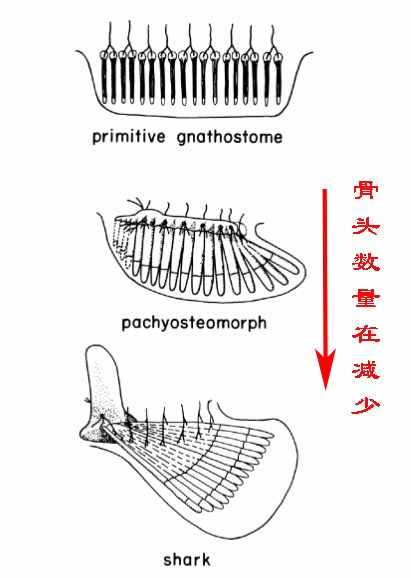 科普：人为什么会有5根手指？5很特殊吗？