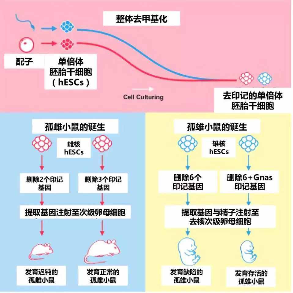 不交配也能繁殖，把有性繁殖变成孤雌生殖，能用在人类身上吗？