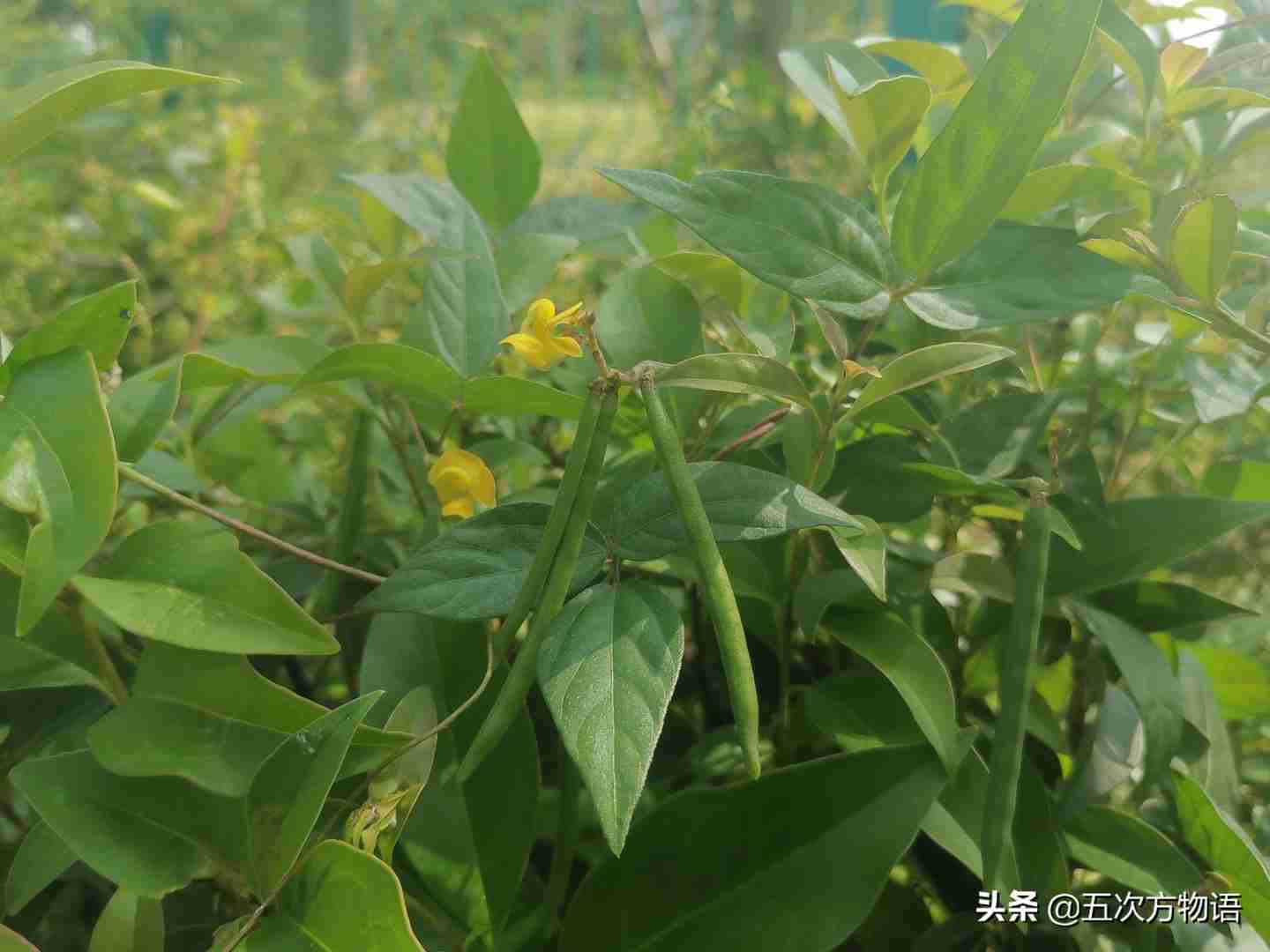 一种“神秘”的豆科植物