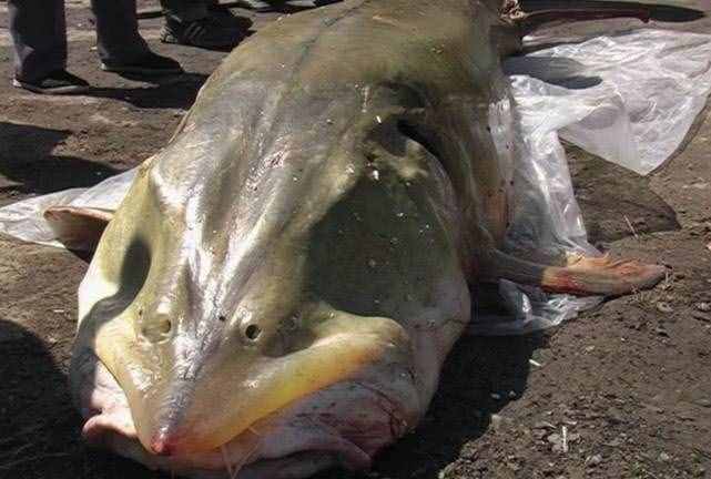 世界上最大的淡水鱼，生活在中国黑龙江，最重的达2000斤！
