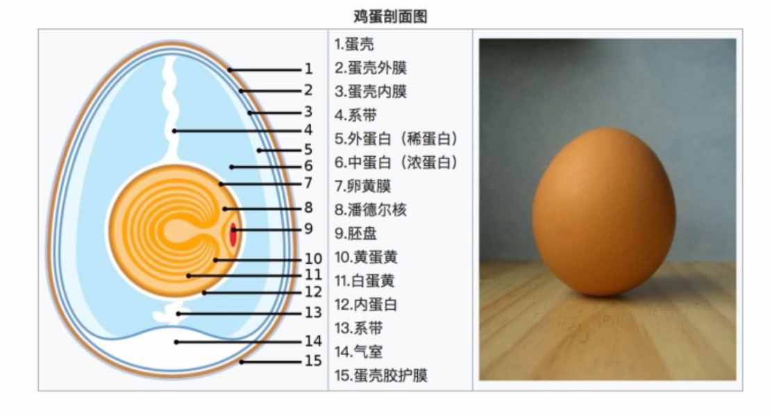 先有鸡还是先有蛋？