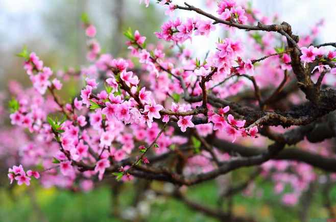 桃花运是什么意思（什么是桃花劫）