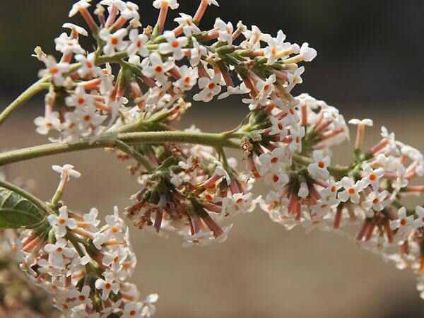 中药材密蒙花