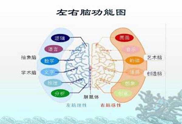 左脑和右脑有区别吗？左脑右脑哪个更发达的人聪明些