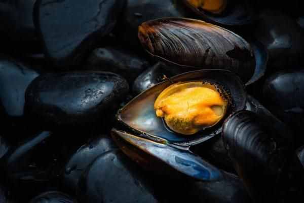 吃货们 最近慎食贝类海鲜！最早也要等到6月25日