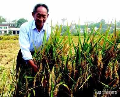 植物传播种子的方法有很多（植物传播种子的方法）