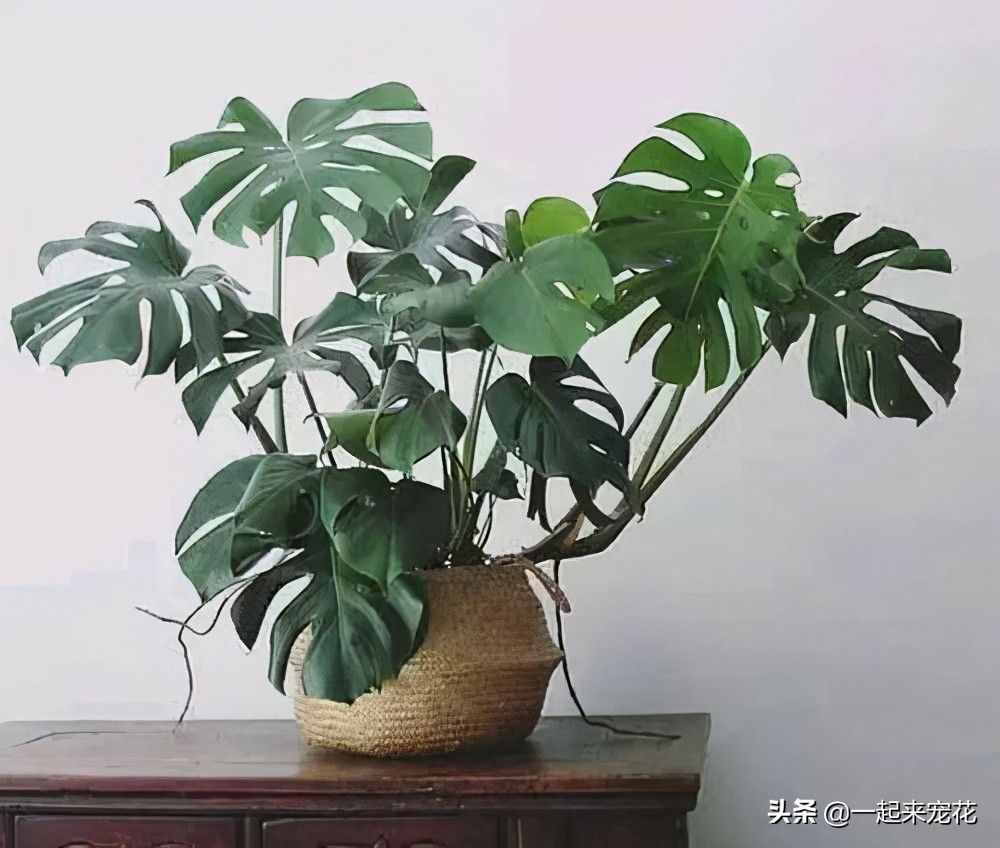 5种盆栽植物，养护省心，比绿萝还好养，适合新手