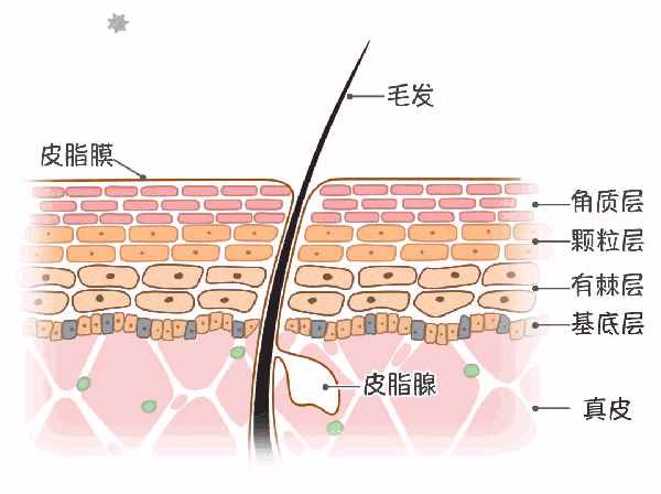 什么是皮肤屏障？如何判断皮肤屏障受损？这里全是干货