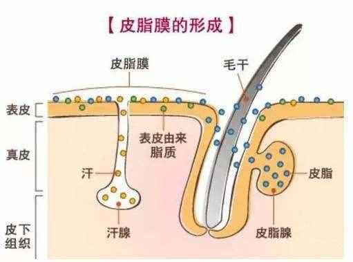 什么是皮肤屏障？如何判断皮肤屏障受损？这里全是干货